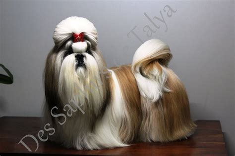 dior veselyj gremlin shih tzu|Ch Tibor Veseliy Gremlin.